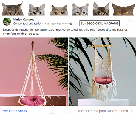 gatos